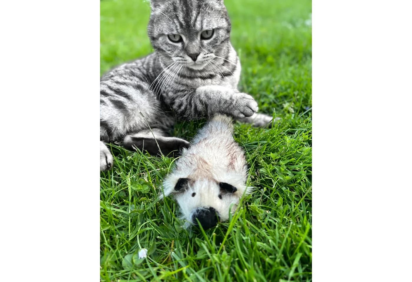 Aumüller Zappel-Frettchen Speedy Katzenspielzeug mit Katzenminze