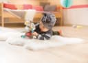 Nici Kuscheltier My First NICI Activity Esel Muli Bunt Bild 3