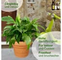 MePla Blumentopf Palermo 30 cm Terra Frostfester Kunststoff Bild 5