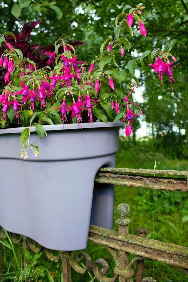 KHW Flowerclip XXL Balkonkasten 2er Set Wetterfest Kunststoff - Bild 3