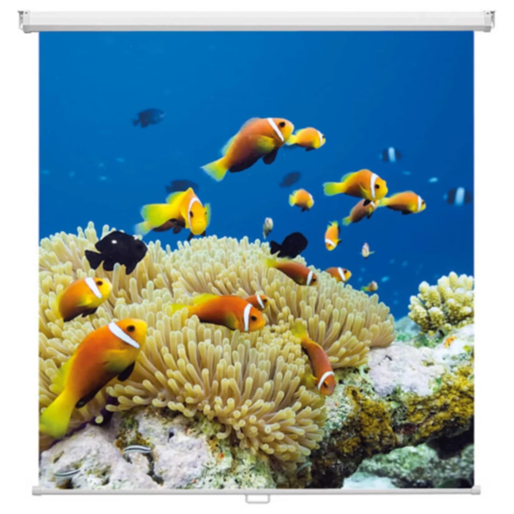 Magnetoplan Rollo-Leinwand 1800 x 1800 mm