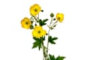 Floratexx GmbH Künstliche Butterblume Wiesenblume 48cm Gelb Bild 1