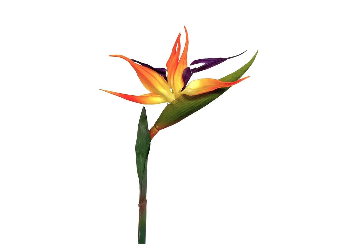 Künstliche Strelitzie ca. 60cm Paradiesvogelblume Papageienblume, Floratexx GmbH - Bild 2