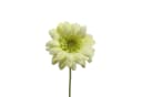 Floratexx GmbH Kunstblume Gerbera Mini 47cm Weiß Bild 2