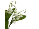 Künstlicher Maiglöckchenbusch Floratexx Creme-Weiß Bild 1