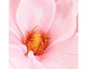 Viana Magnolienzweig Deko Rosa Grün 2 Stück Bild 1