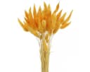 Florists Products Trockenblume Lagurus Gelb Dekogras Hasenschwanz-Gras Bild 2