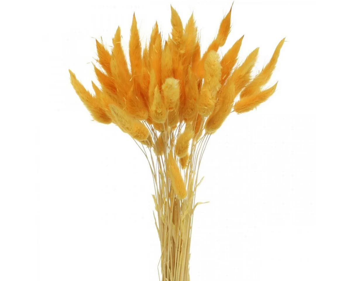 Florists Products Trockenblume Lagurus Gelb Dekogras Hasenschwanz-Gras - Bild 2