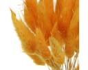 Florists Products Trockenblume Lagurus Gelb Dekogras Hasenschwanz-Gras Bild 3