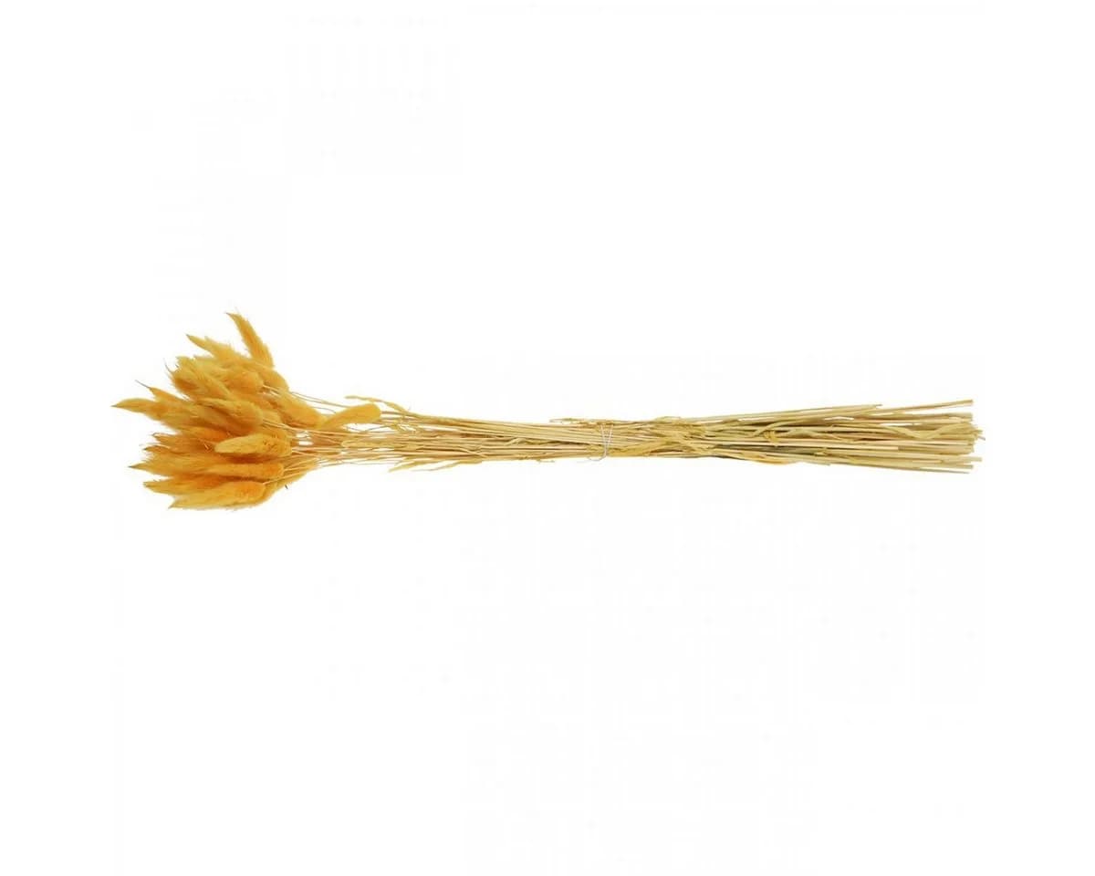 Florists Products Trockenblume Lagurus Gelb Dekogras Hasenschwanz-Gras - Bild 4