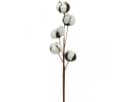Florists Products Trockenblume Baumwollzweig Deko 5 Köpfe 50cm Weiß Bild 2