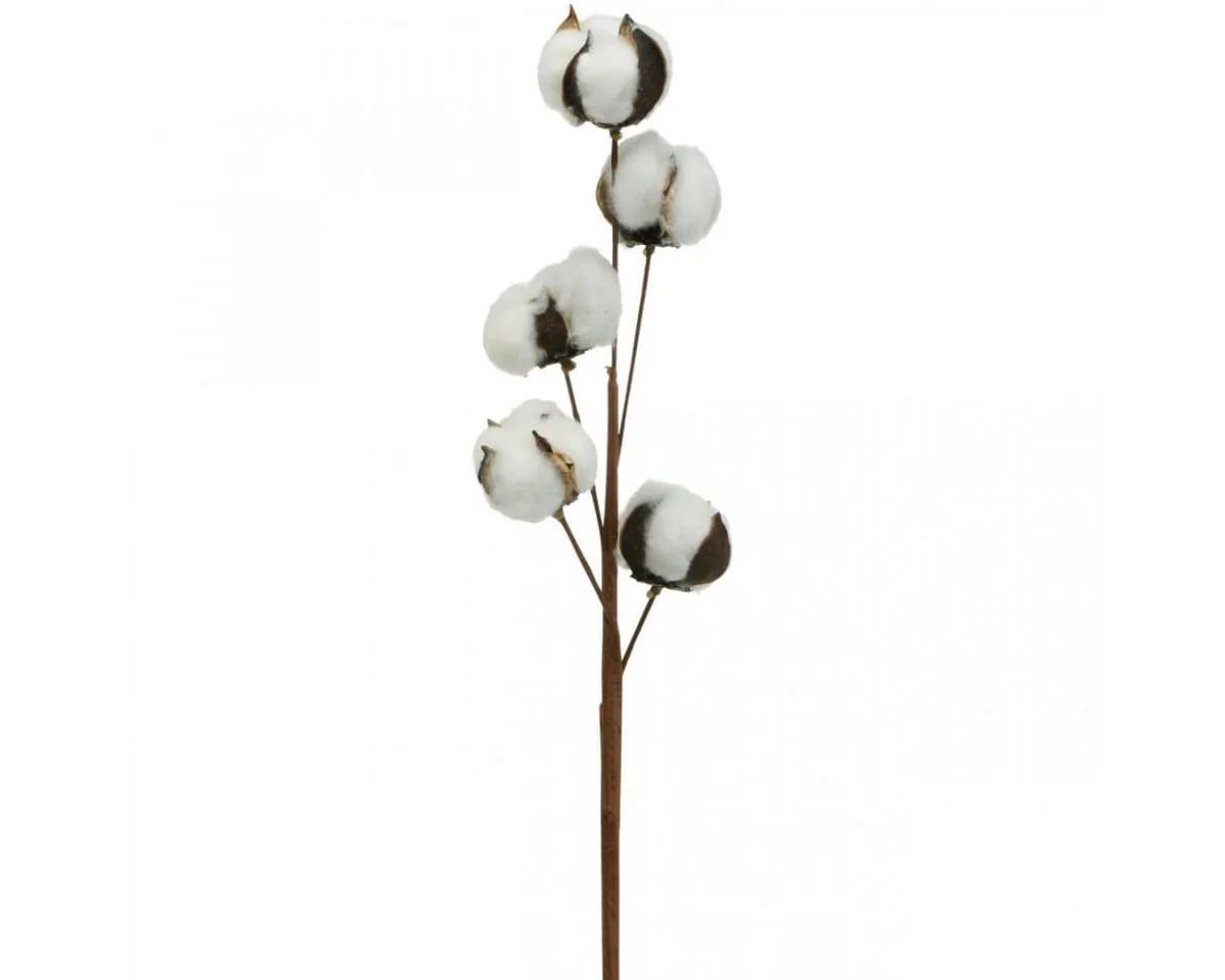 Florists Products Trockenblume Baumwollzweig Deko 5 Köpfe 50cm Weiß - Bild 2