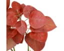 Florists Products Dekozweig Talgbaum Rote Blätter 72cm Kunstpflanze Herbstdeko Bild 1