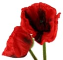 Viana Kunstblume Mohnblume Rot 3er Set 58-74 cm Bild 1