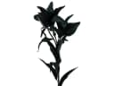 Viana Kunstblume Lilie Schwarz 84cm Seidenblume Deko Bild 2