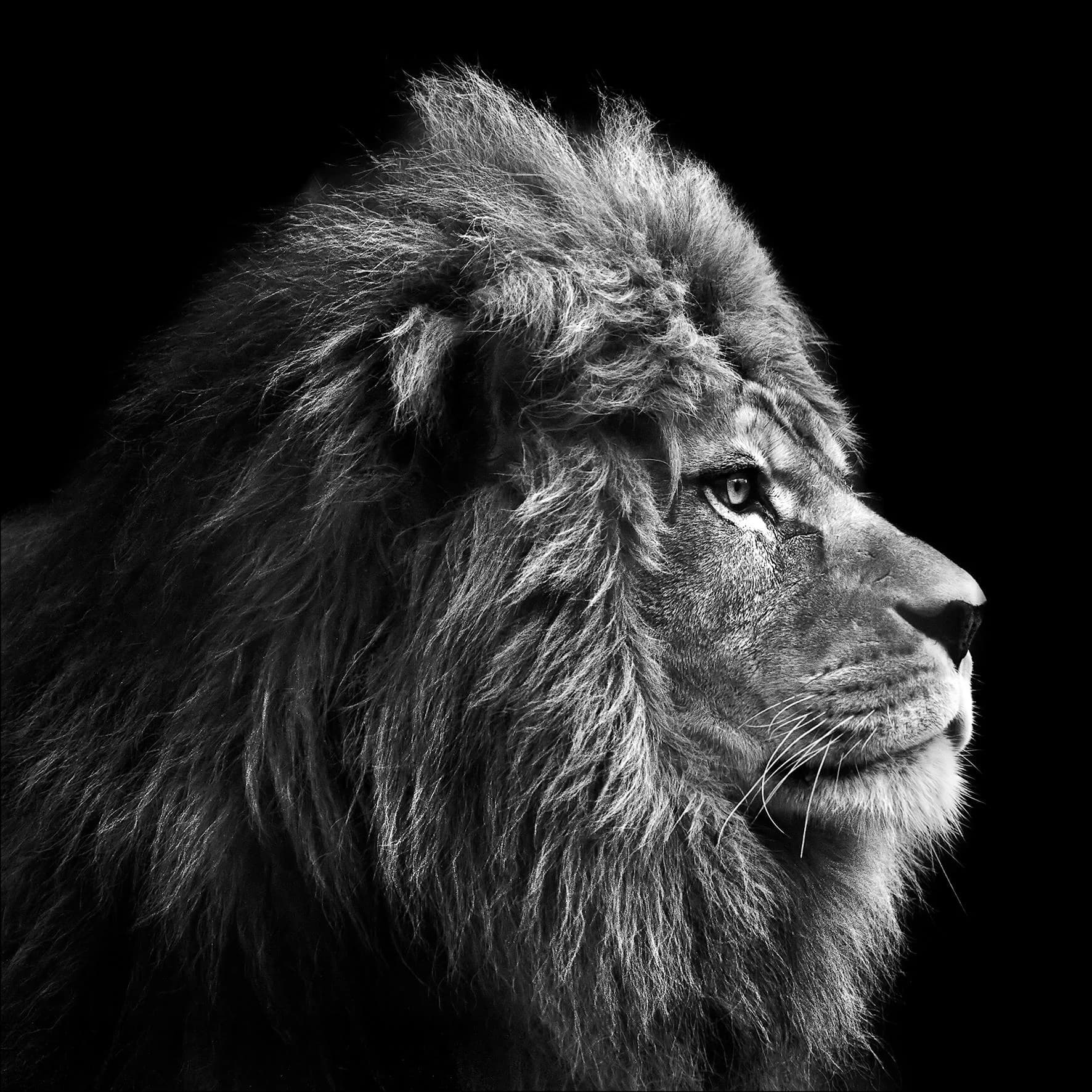 Keilrahmenbild GREY LION HEAD Kunstdruck Mehrfarbig