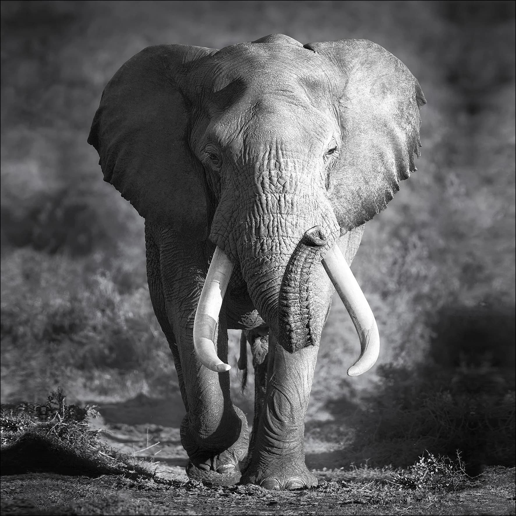 Keilrahmenbild Elephant Head Mehrfarbig Kunstdruck