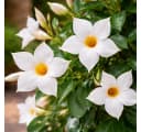 Exotenherz Mandevilla Dipladenia Trichterblüte weiß 14cm Topf Bild 1