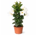 Exotenherz Mandevilla Dipladenia Trichterblüte weiß 14cm Topf Bild 2