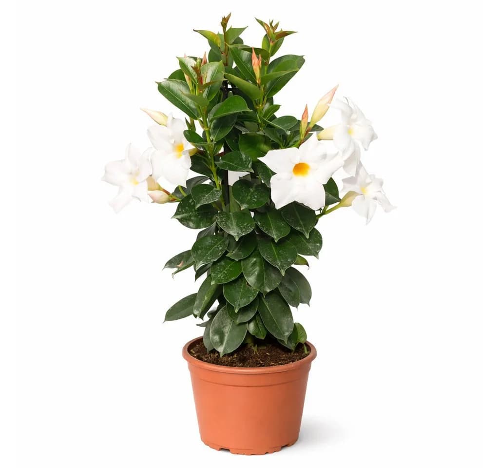 Exotenherz Mandevilla Dipladenia Trichterblüte weiß 14cm Topf - Bild 2