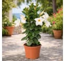 Exotenherz Mandevilla Dipladenia Trichterblüte weiß 14cm Topf Bild 3