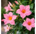 Exotenherz Mandevilla Dipladenia Trichterblüte rosa 14cm Topf Bild 1