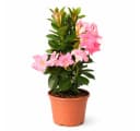 Exotenherz Mandevilla Dipladenia Trichterblüte rosa 14cm Topf Bild 2