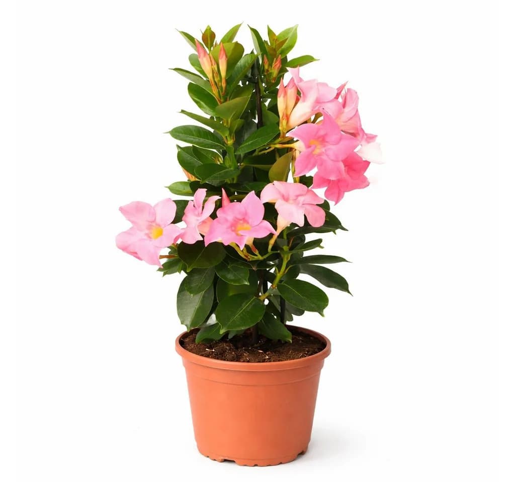 Exotenherz Mandevilla Dipladenia Trichterblüte rosa 14cm Topf - Bild 2