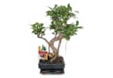 Exotenherz Bonsai Chinesischer Feigenbaum Ficus retusa 6 Jahre Bild 1