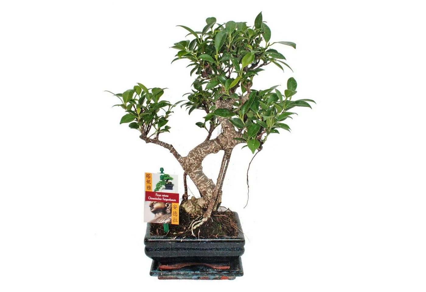 Exotenherz Bonsai Chinesischer Feigenbaum Ficus retusa 6 Jahre