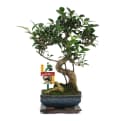 Exotenherz Bonsai Chinesischer Feigenbaum Ficus retusa 6 Jahre Bild 2
