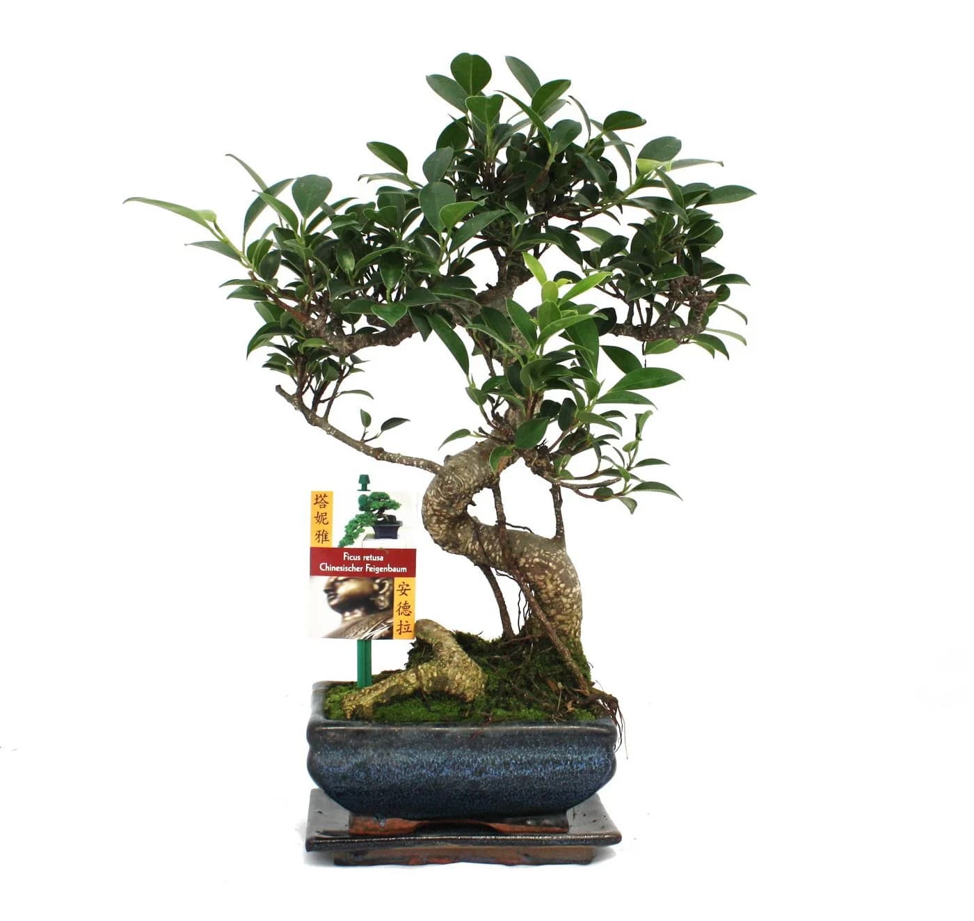 Exotenherz Bonsai Chinesischer Feigenbaum Ficus retusa 6 Jahre - Bild 2