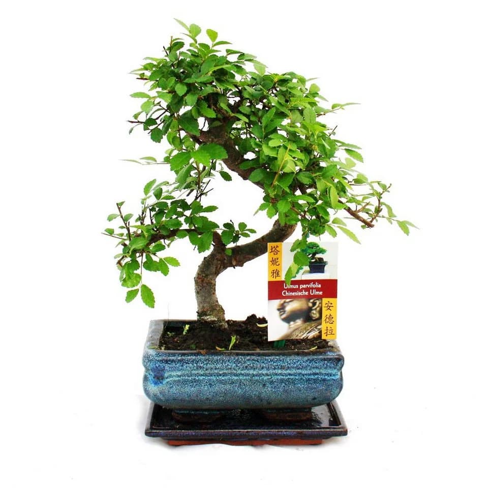 Exotenherz Bonsai Chinesische Ulme Ulmus parviflora 6 Jahre