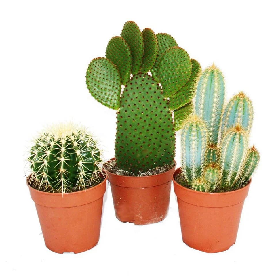 Exotenherz Kaktus-Set 3 verschiedene Kakteen 12cm Topf
