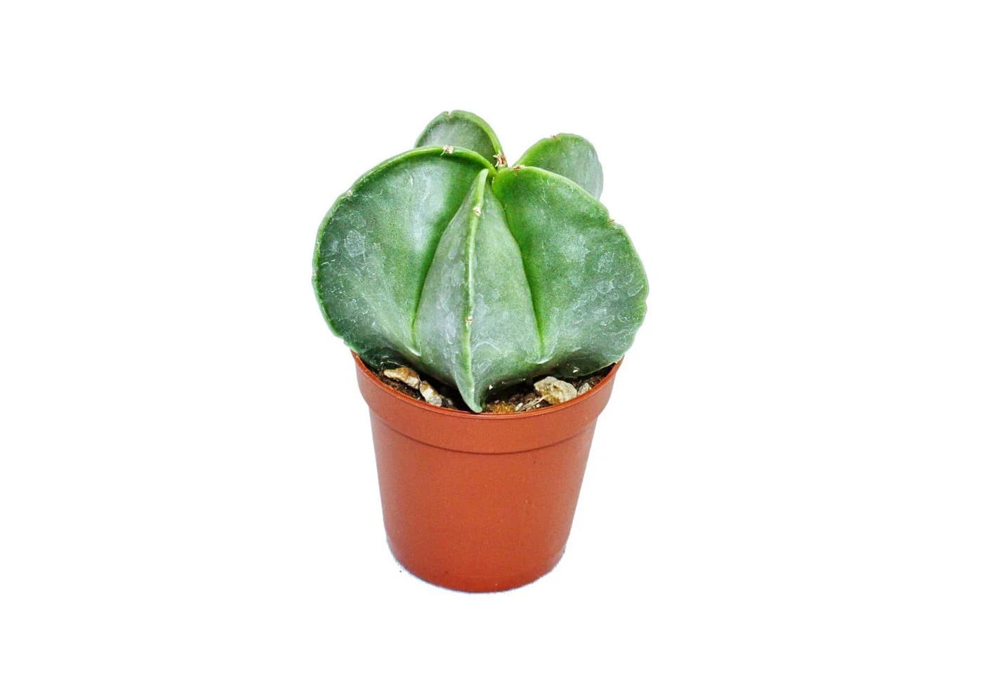 Exotenherz Kaktus Astrophytum myriostigma Bischofsmütze 5,5cm Topf