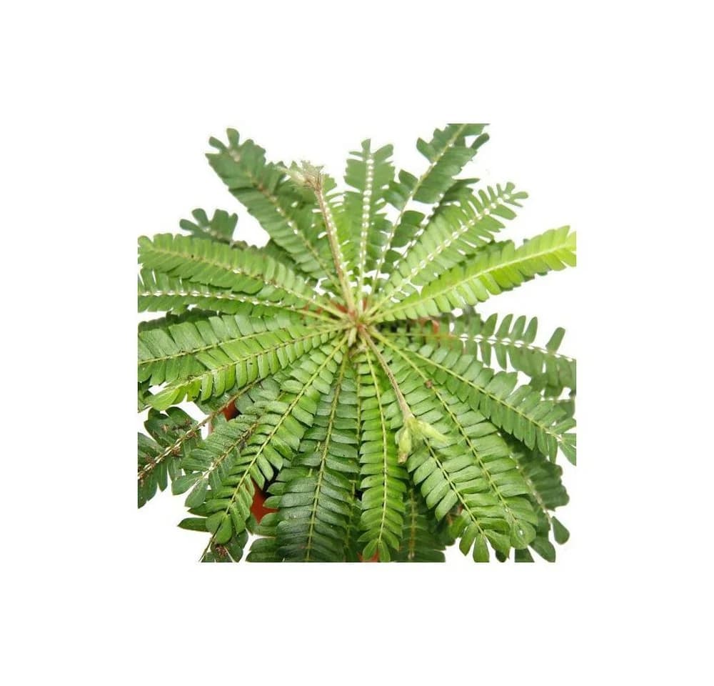 Exotenherz Zimmerpflanze Biophytum sensitivum Südseepalme 9cm Topf
