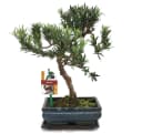 Exotenherz Bonsai Steineibe Podocarpus macrophyllus 8 Jahre Bild 1