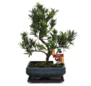 Exotenherz Bonsai Steineibe Podocarpus macrophyllus 8 Jahre Bild 2