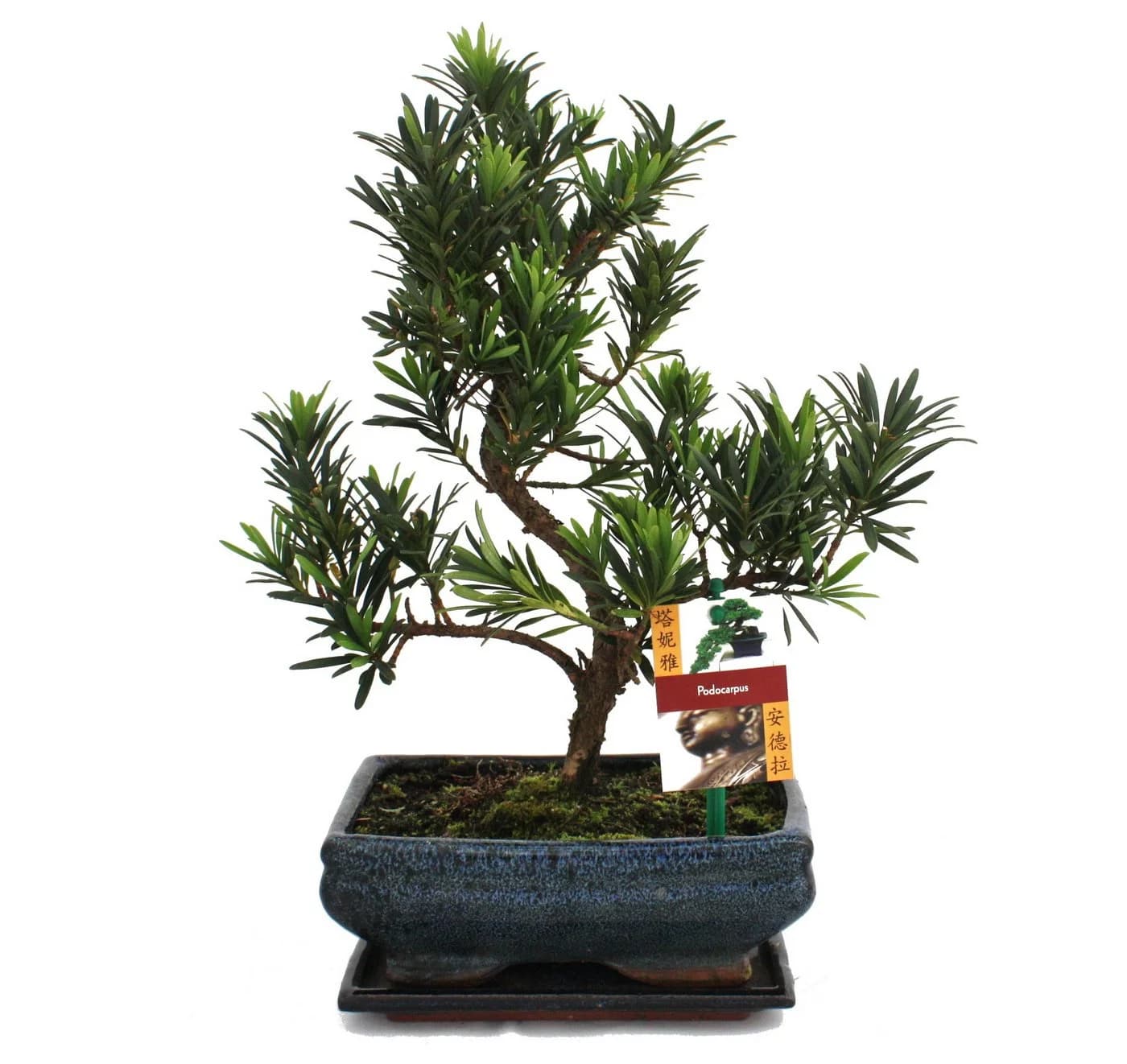 Exotenherz Bonsai Steineibe Podocarpus macrophyllus 8 Jahre - Bild 2