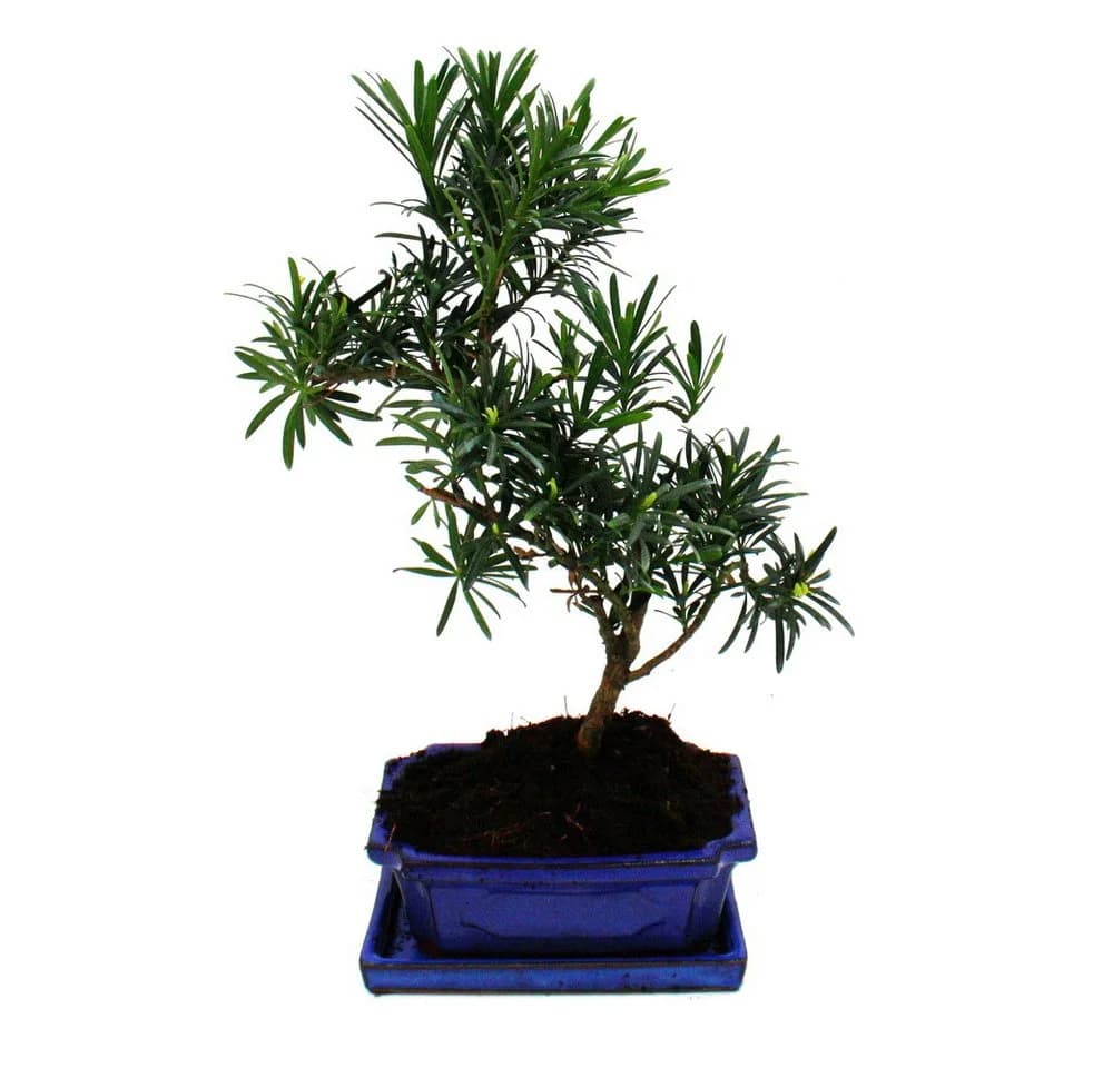 Exotenherz Bonsai Steineibe Podocarpus macrophyllus 8 Jahre - Bild 3