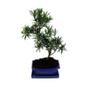 Exotenherz Bonsai Steineibe Podocarpus macrophyllus 8 Jahre Bild 4