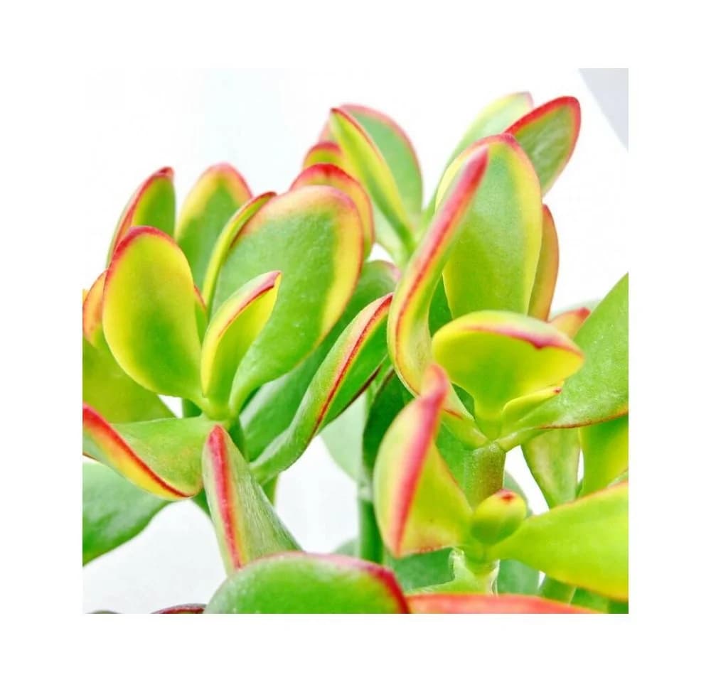 Exotenherz Crassula portulacea "Sunset" - Sukkulente mit bunten Blättern