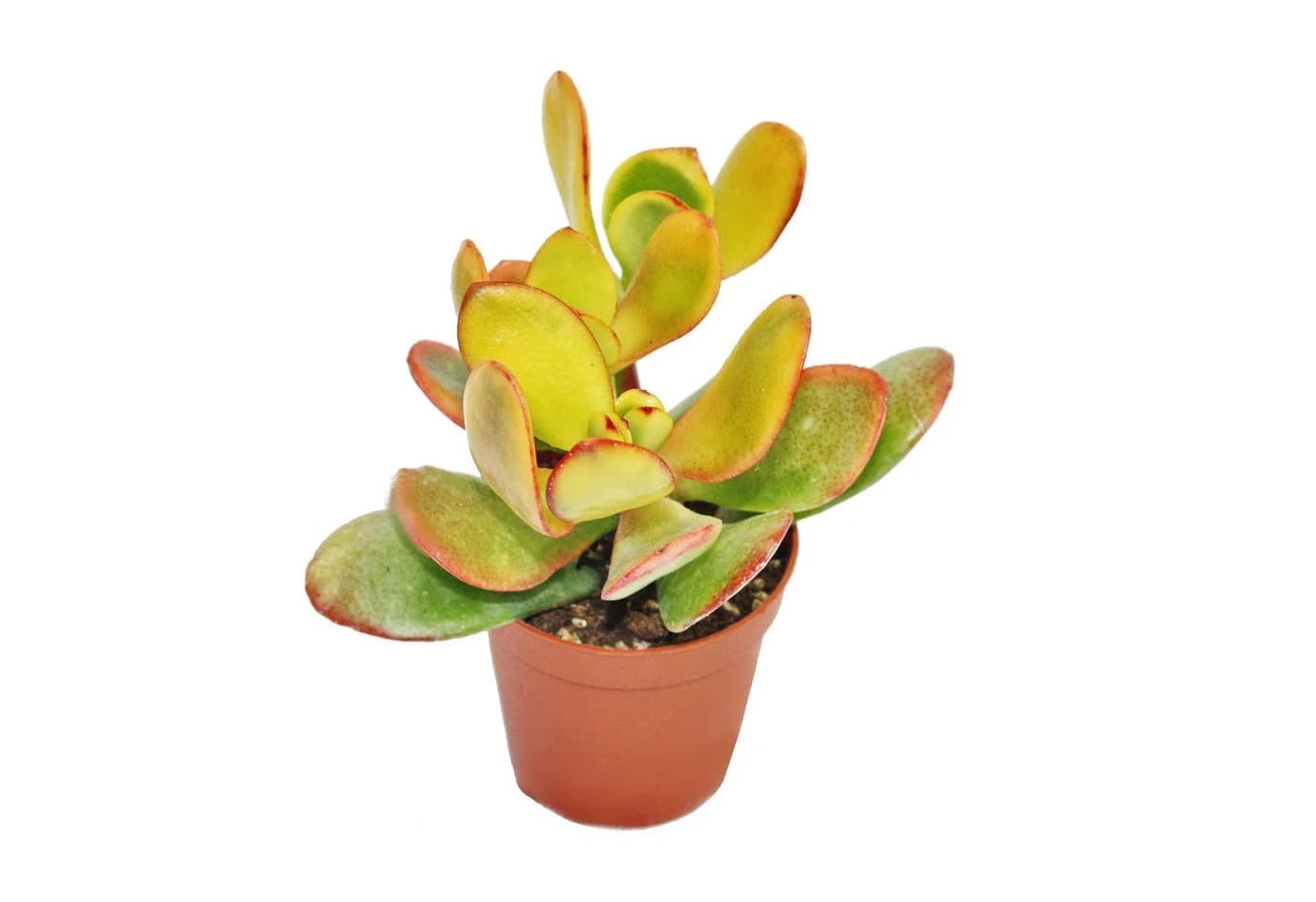 Exotenherz Crassula portulacea "Sunset" Geldbaum 15-20 cm