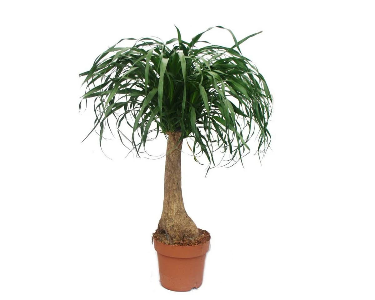 Exotenherz Zimmerpflanze Elefantenfuss unverzweigt ca. 80cm
