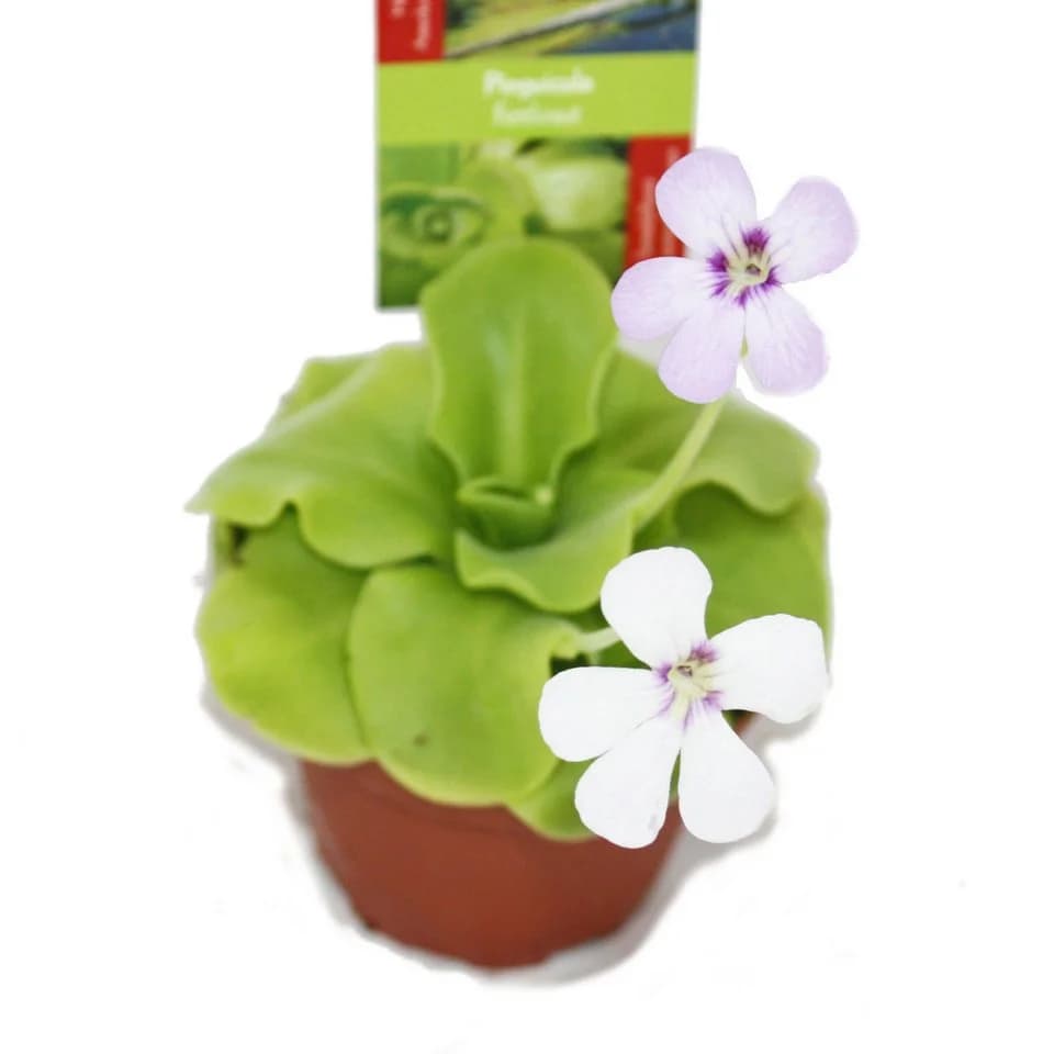 Exotenherz Fettkraut - Pinguicula - Überraschungssorte - 9cm Topf