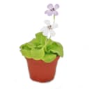 Exotenherz Fettkraut - Pinguicula - Überraschungssorte - 9cm Topf Bild 2