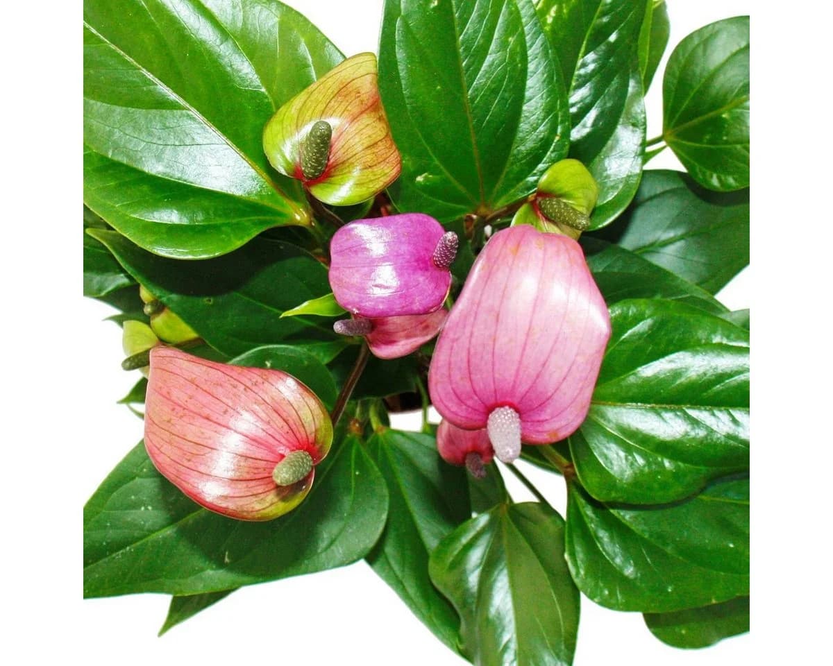 Exotenherz Flamingoblume Lila Fiorino Violett Anthurium andreanum 12cm