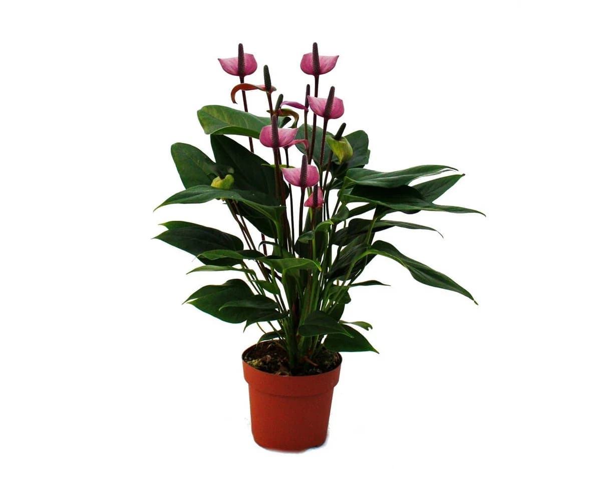 Exotenherz Flamingoblume Lila Fiorino Violett Anthurium andreanum 12cm - Bild 2