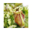 Exotenherz Fleischfressende Pflanze Cephalotus Follicularis 9cm Topf Bild 1