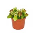 Exotenherz Fleischfressende Pflanze Cephalotus Follicularis 9cm Topf Bild 2